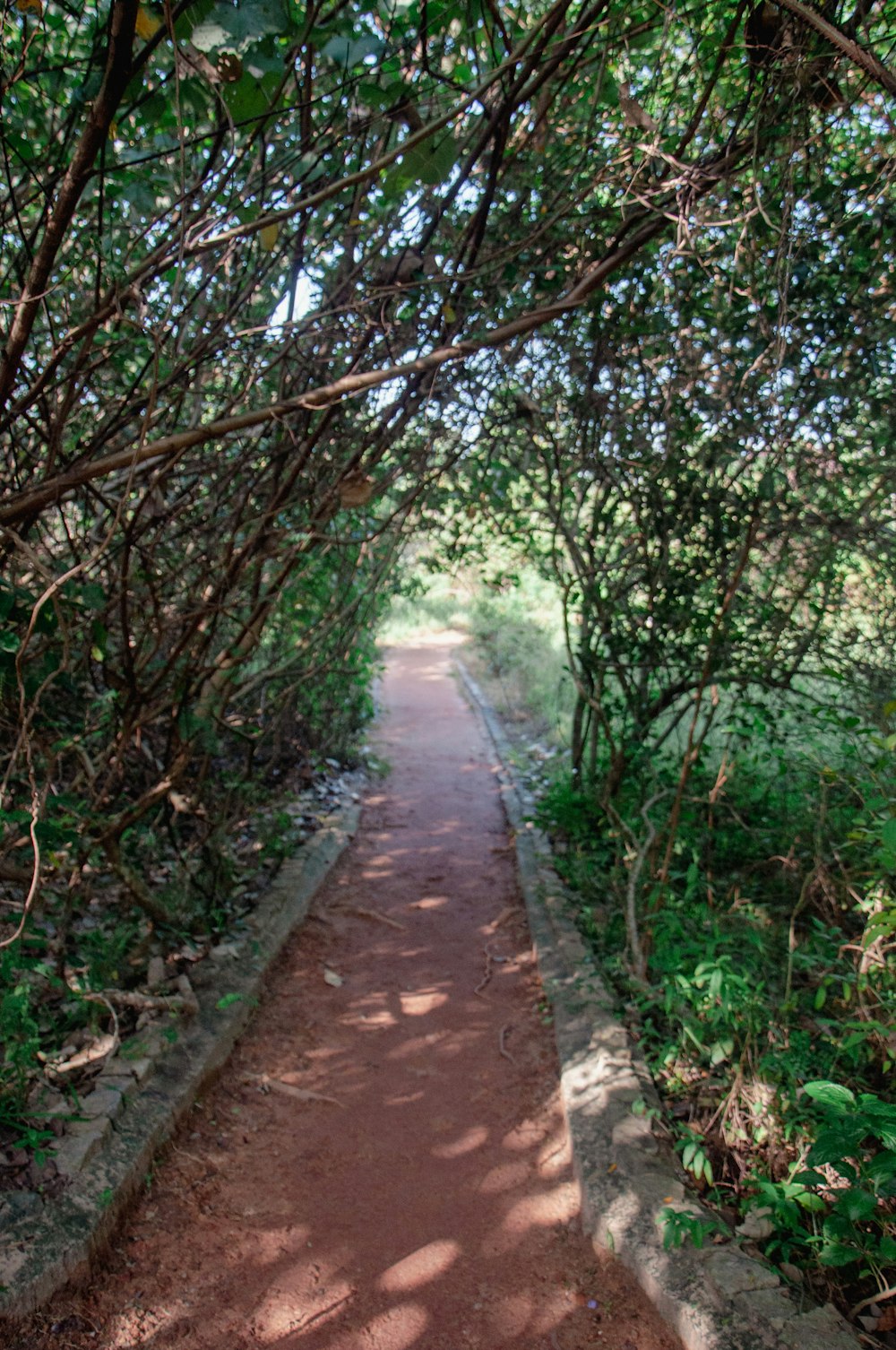 a path in the middle of a wooded area