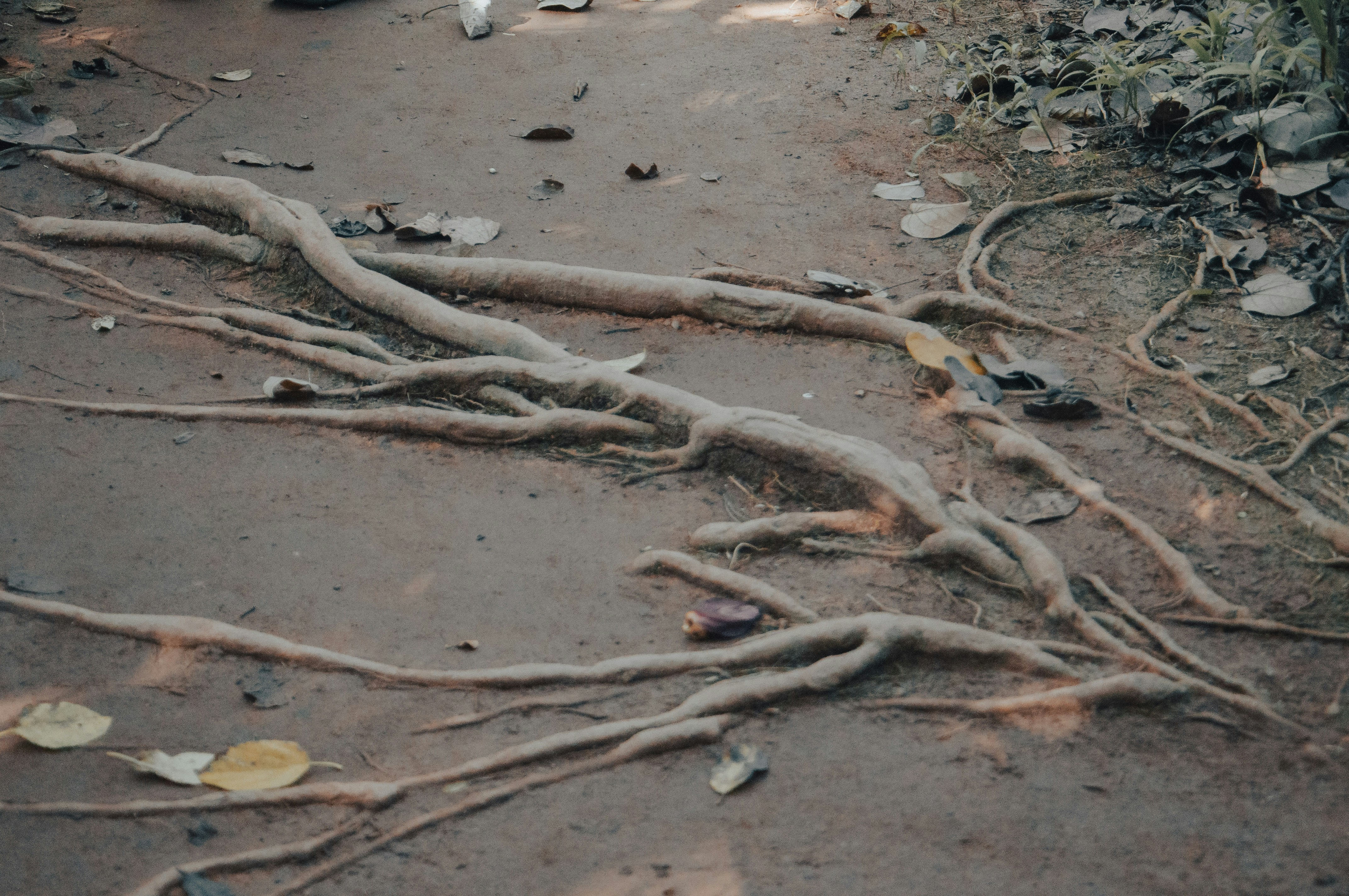 Ceylon Roots Sri Lanka Pictures | Download Free Images on Unsplash