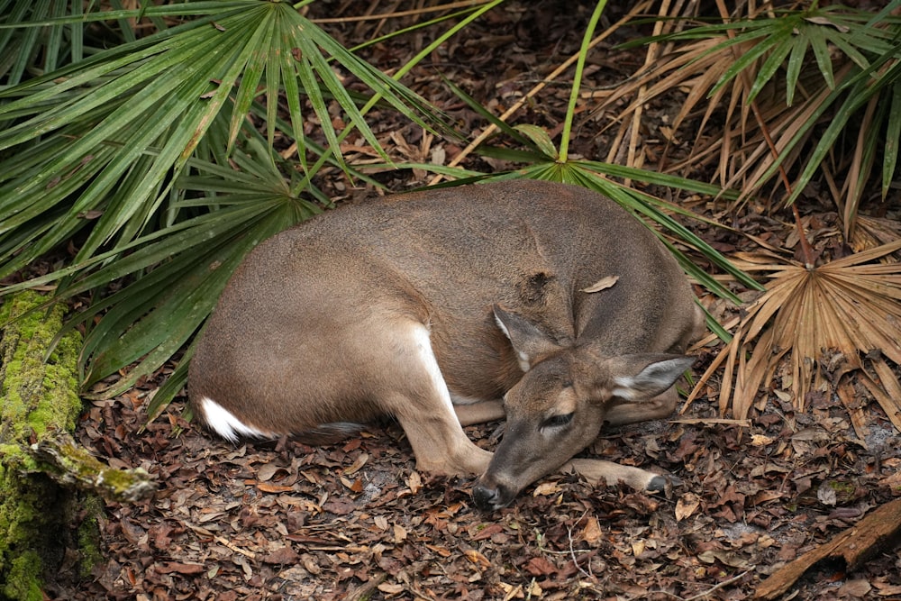 a deer laying on the ground in a forest