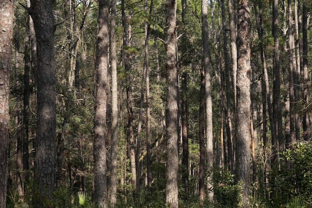 a forest filled with lots of tall trees