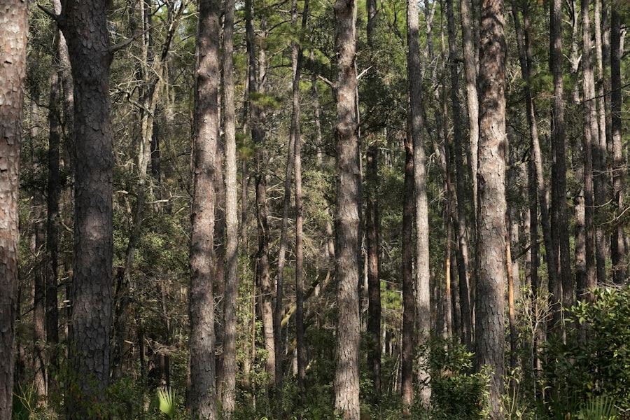 Dense pine forest trail for off-road driving
