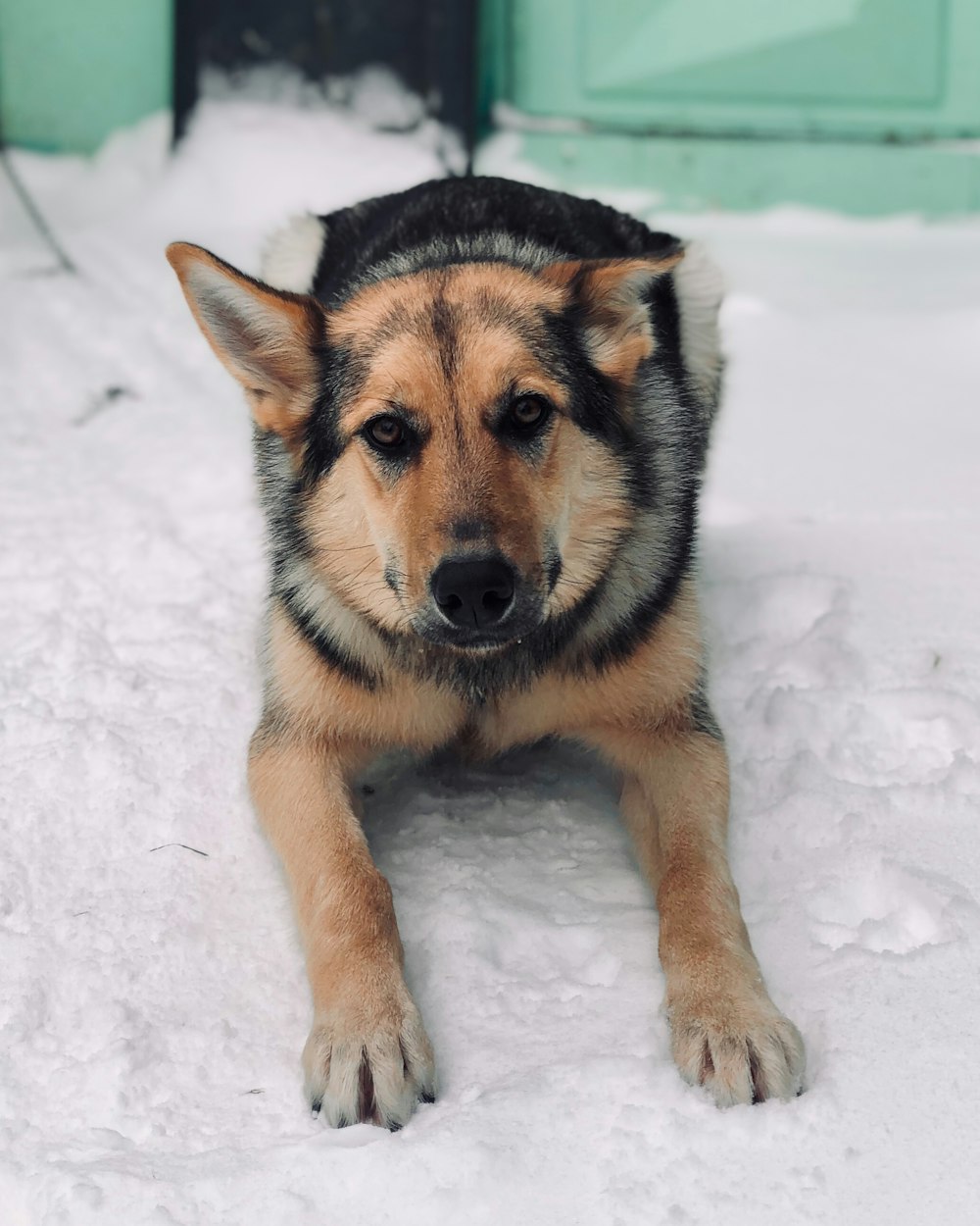 a dog laying in the snow looking at the camera