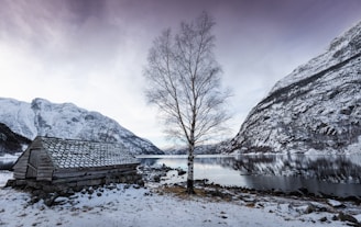 a lone tree stands in the snow near a body of water