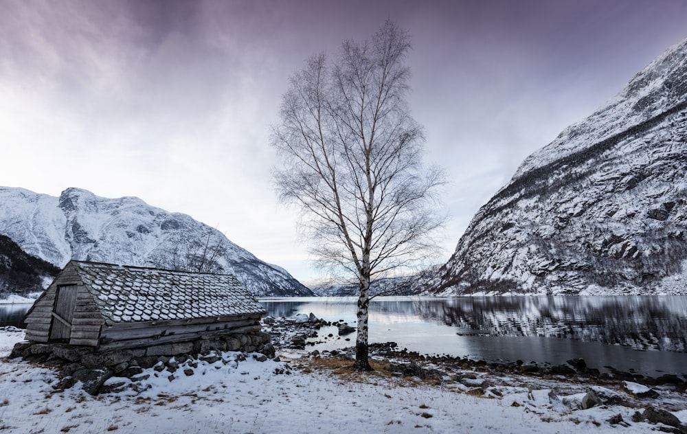 Un albero solitario si erge nella neve vicino a uno specchio d'acqua