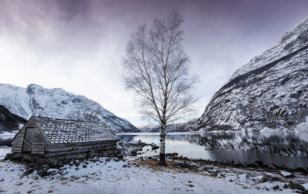 a lone tree stands in the snow near a body of water
