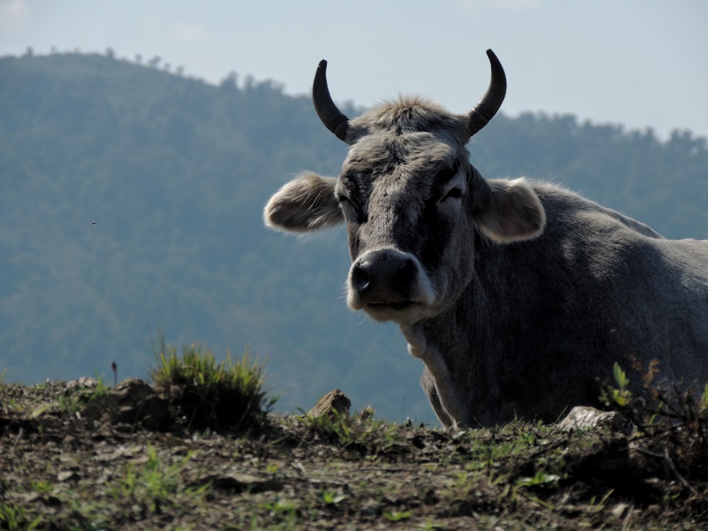 a cow with large horns standing in a field