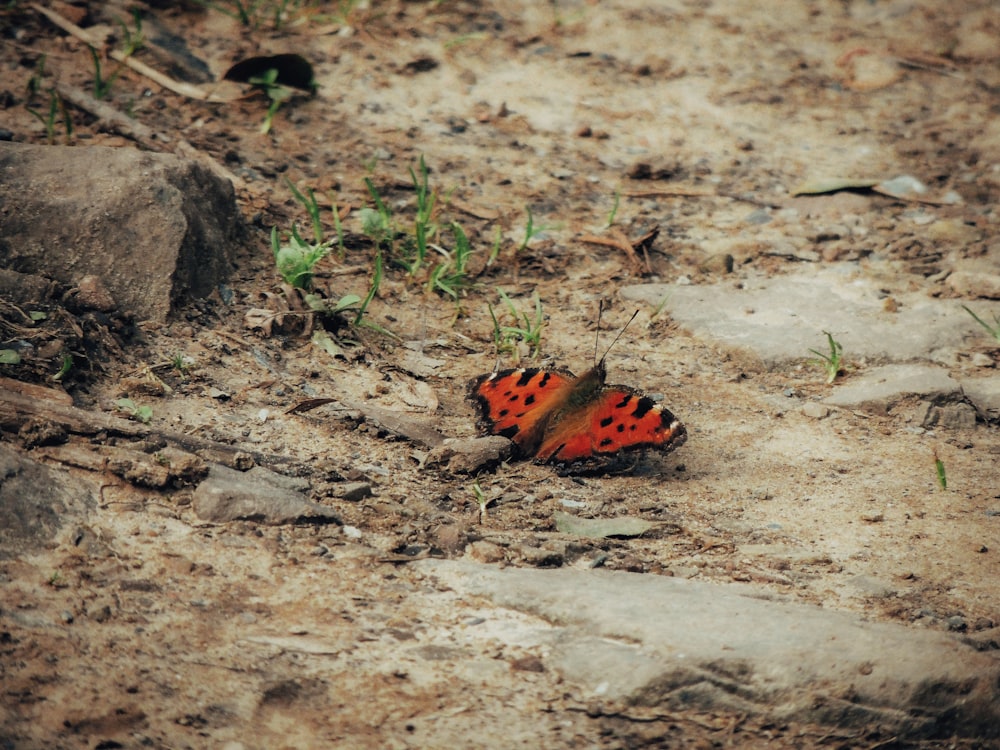 a red and black butterfly sitting on the ground