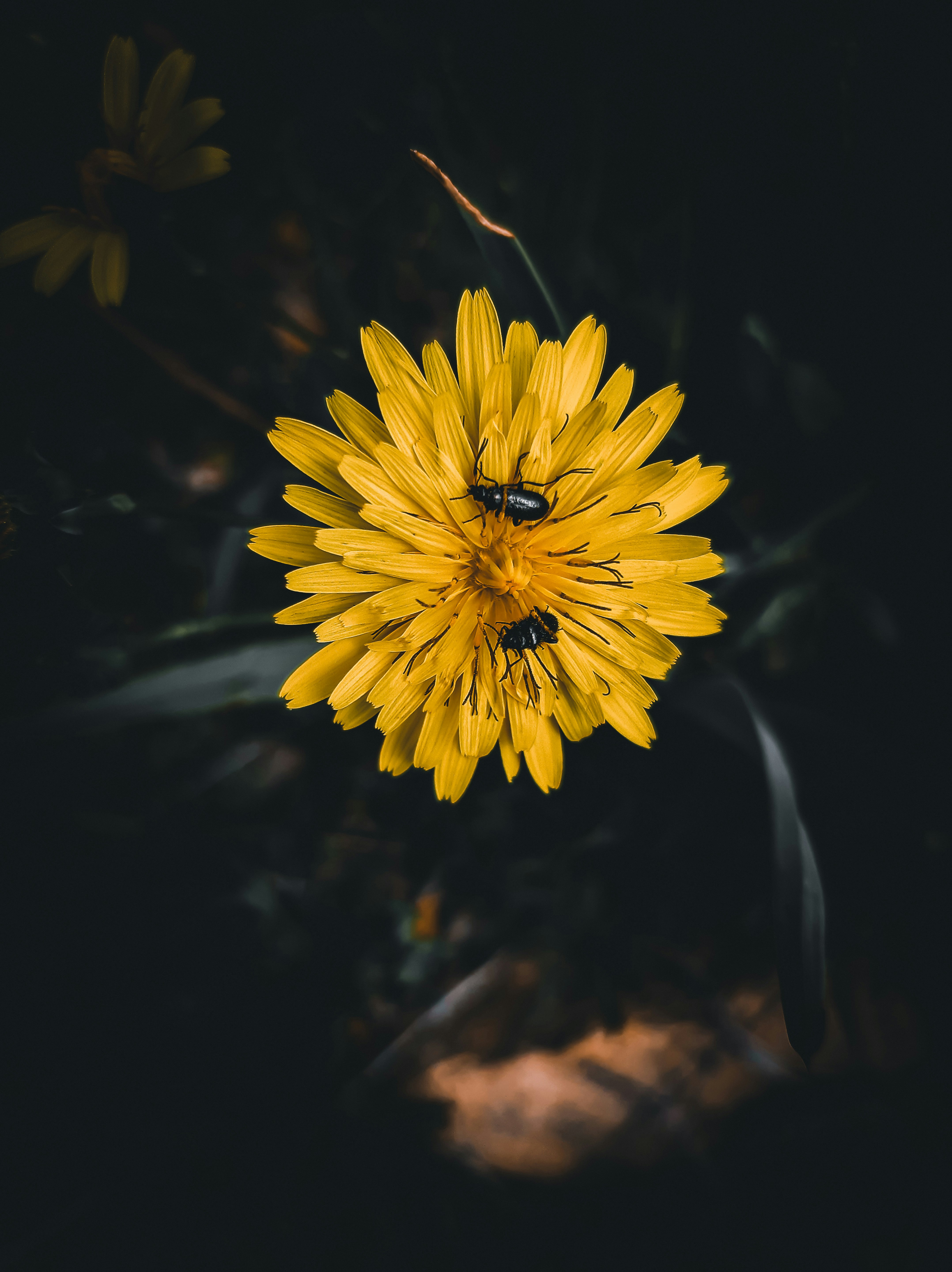 forest insect wallpaper, wallpaper, Macro Photography: Capturing Forest Insects 6
