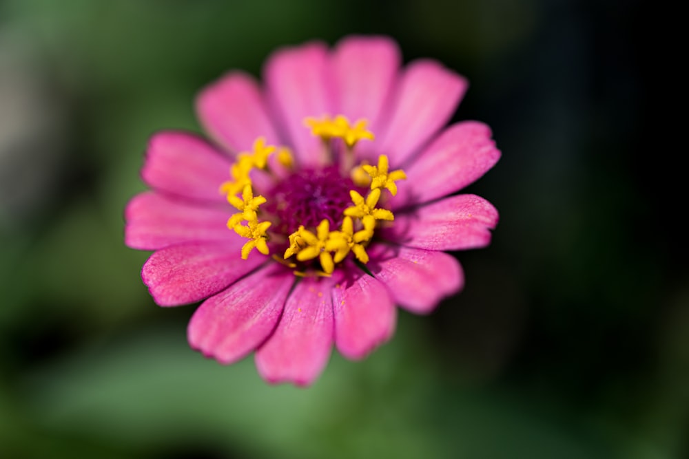 a close up of a pink and yellow flower