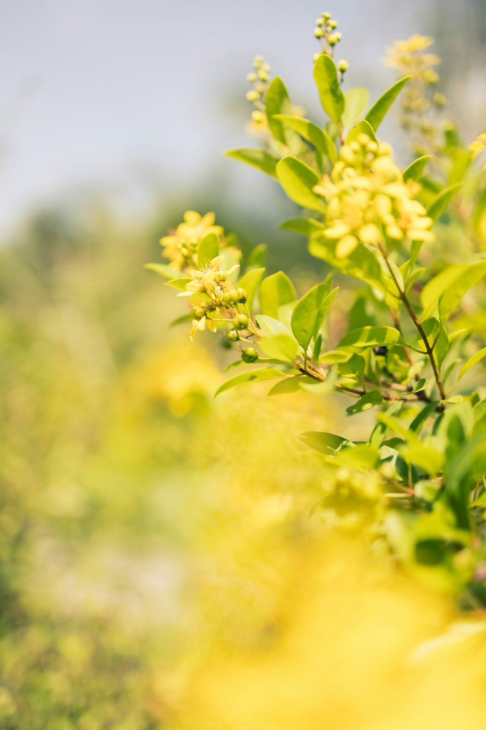 a close up of a bush with yellow flowers