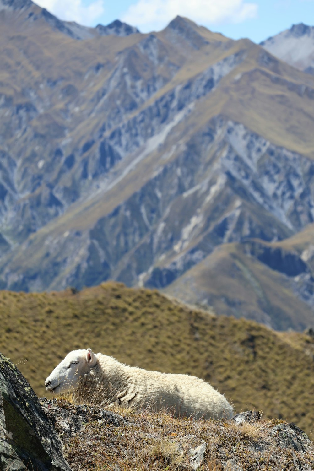 a white sheep laying on top of a grass covered hillside