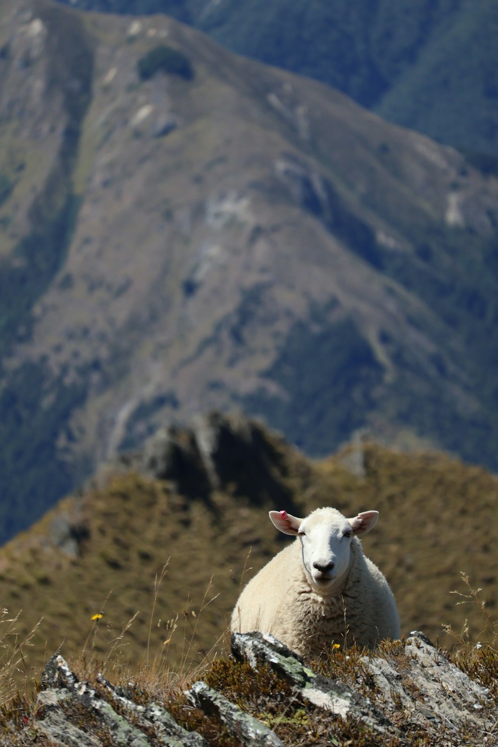 a sheep sitting on top of a grass covered hillside