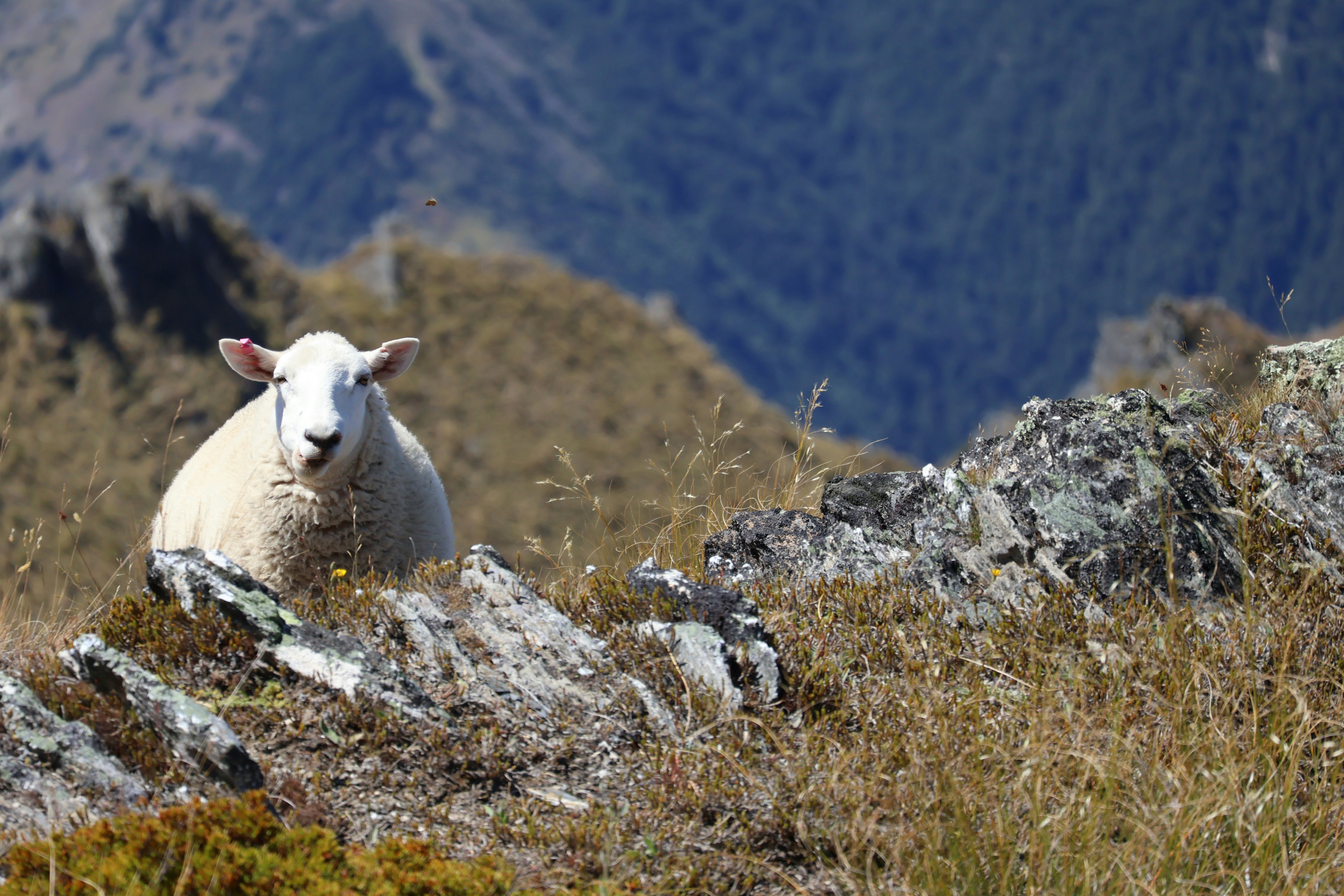 a white sheep sitting on top of a grass covered hillside, A sheep eating near the Isthmus Peak hiking track in Wanaka, New Zealand, curious about the person who stopped to take its pic (a bee is caught in the picture, right above the sheep)