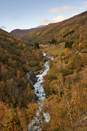 a river running through a lush green forest