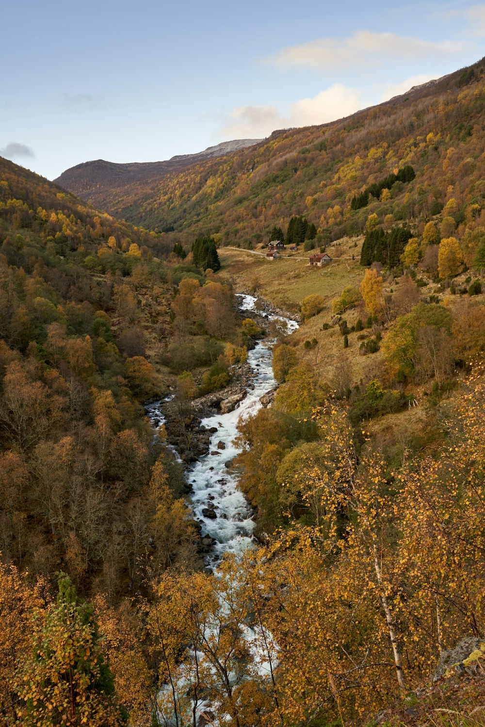 a river running through a lush green forest