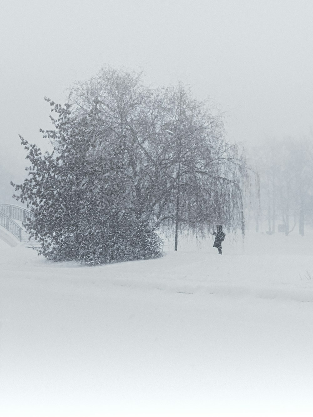 a person walking in the snow near a tree
