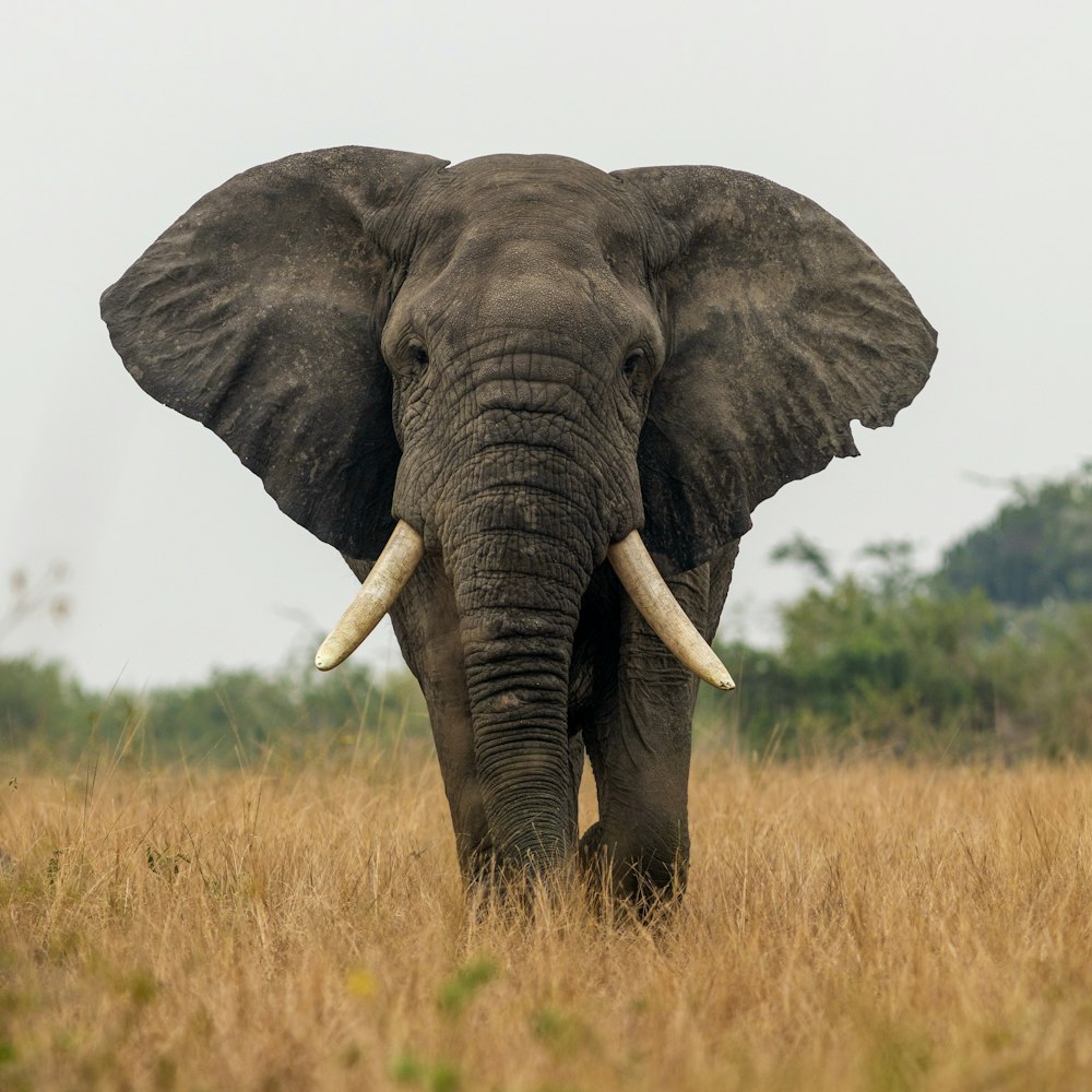 an elephant standing in a field of tall grass