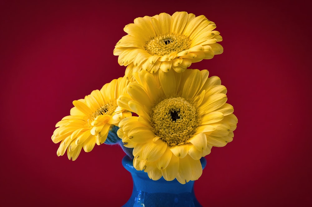 a blue vase filled with yellow flowers against a red background