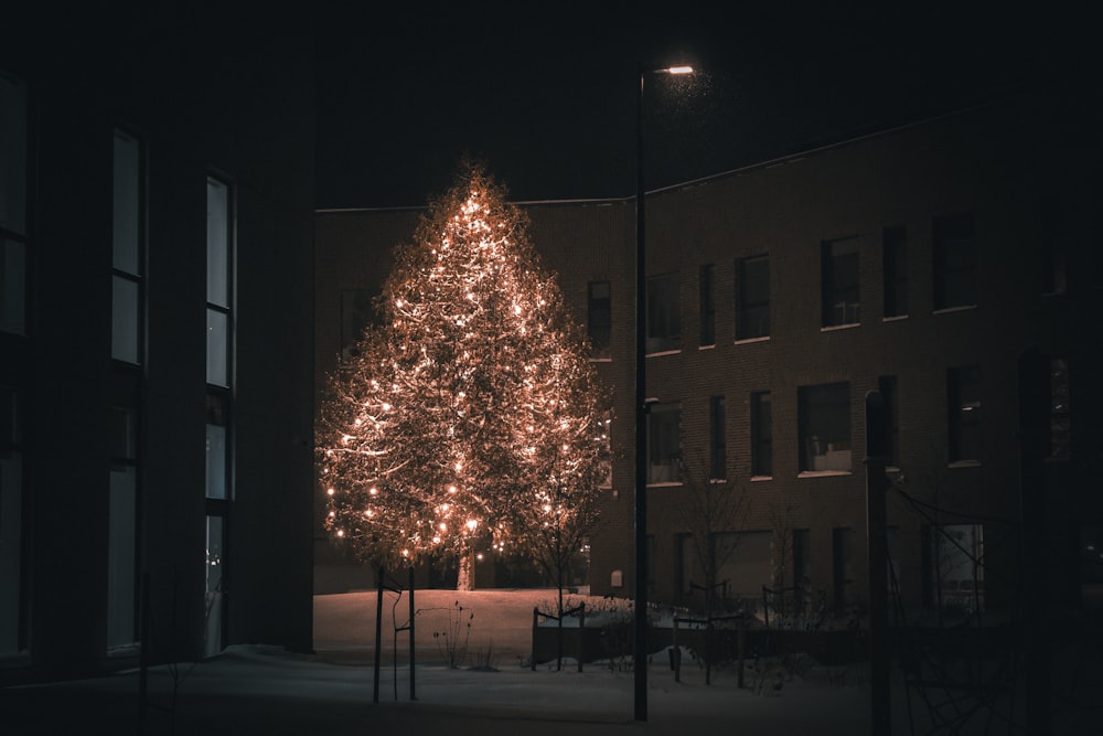 a lit up christmas tree in front of a building