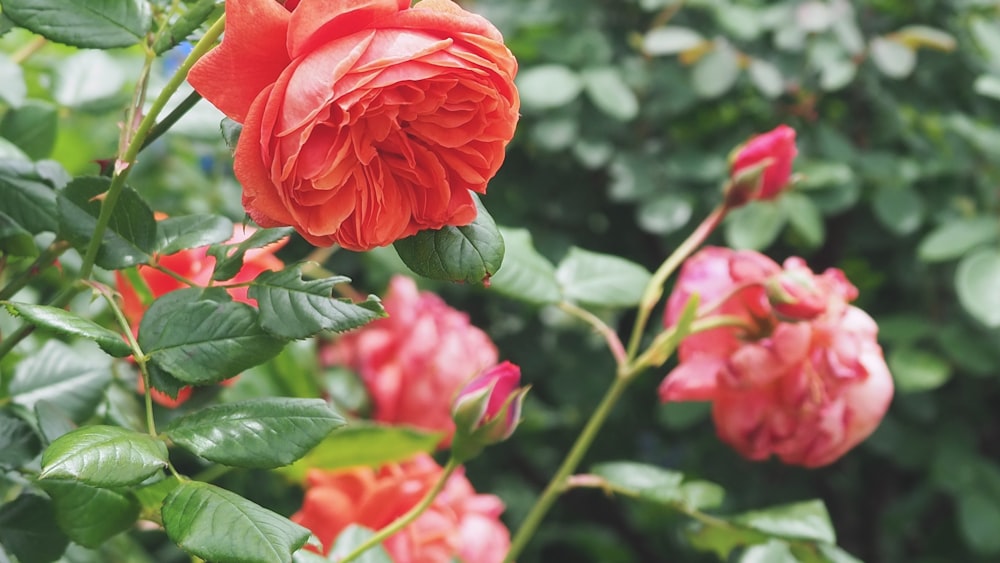 Una rosa roja florece en un jardín