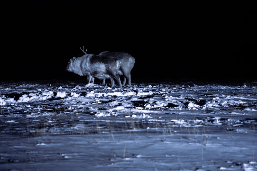 a couple of animals that are standing in the snow