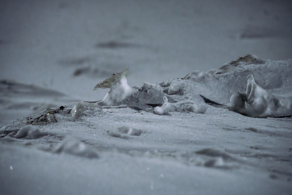 un uccello in piedi sulla cima di un terreno coperto di neve