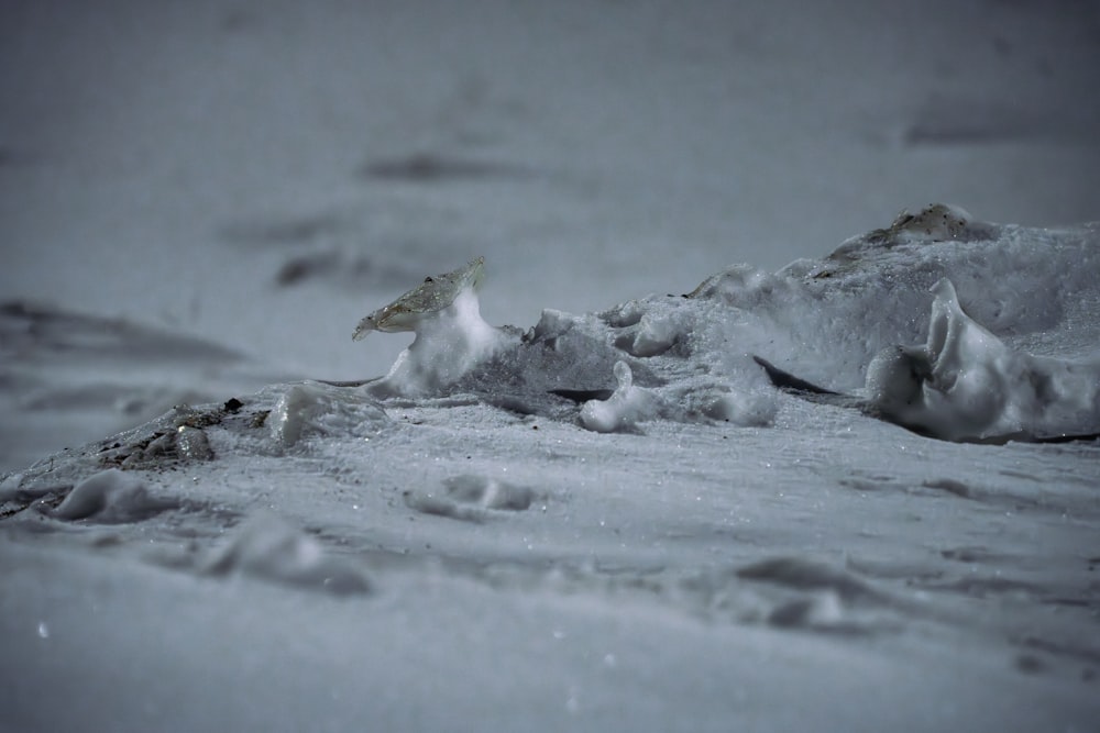 un pájaro parado en la parte superior del suelo cubierto de nieve