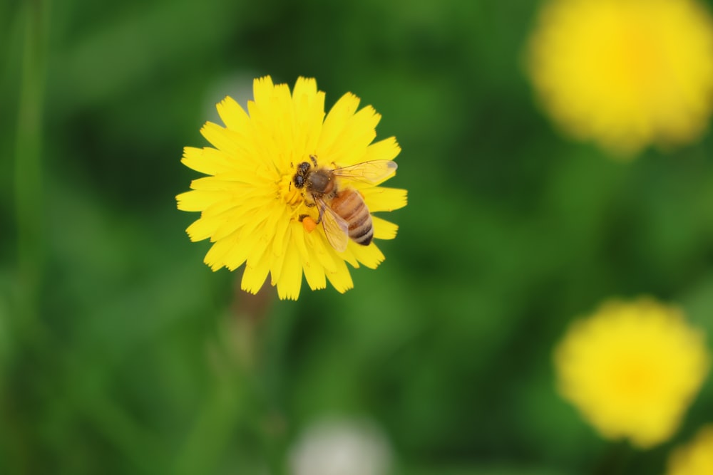 a bee is sitting on a yellow flower