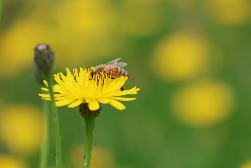 a bee is sitting on a yellow flower