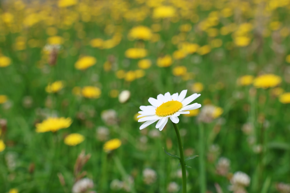 a field full of yellow and white flowers