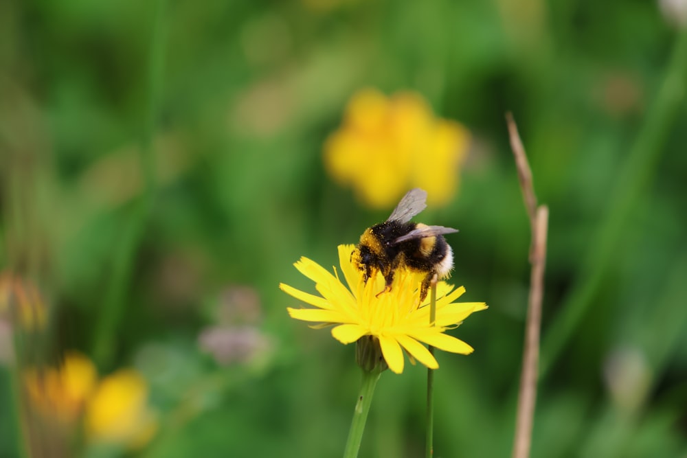 a bee sitting on top of a yellow flower