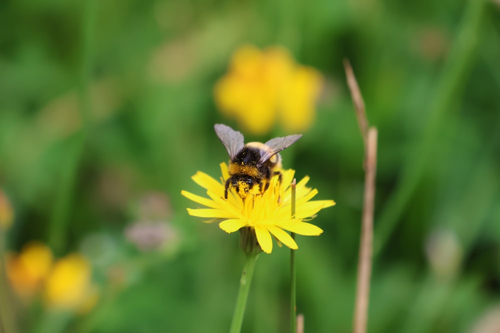 a bee sitting on top of a yellow flower