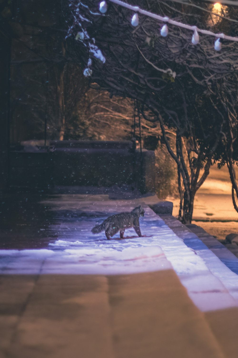 a cat walking across a sidewalk at night