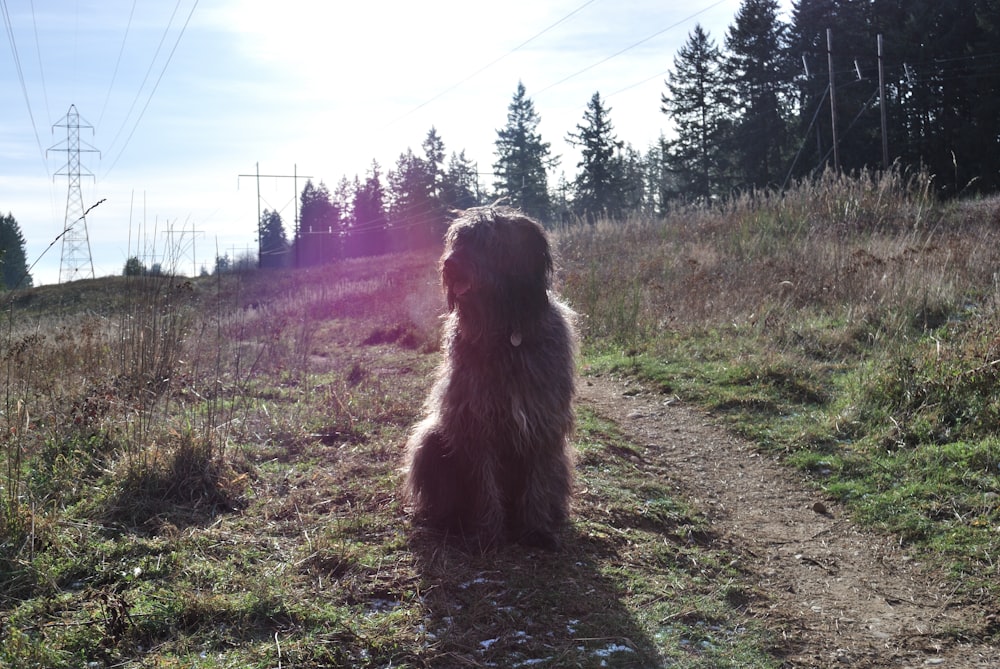 a dog sitting on a dirt path in a field