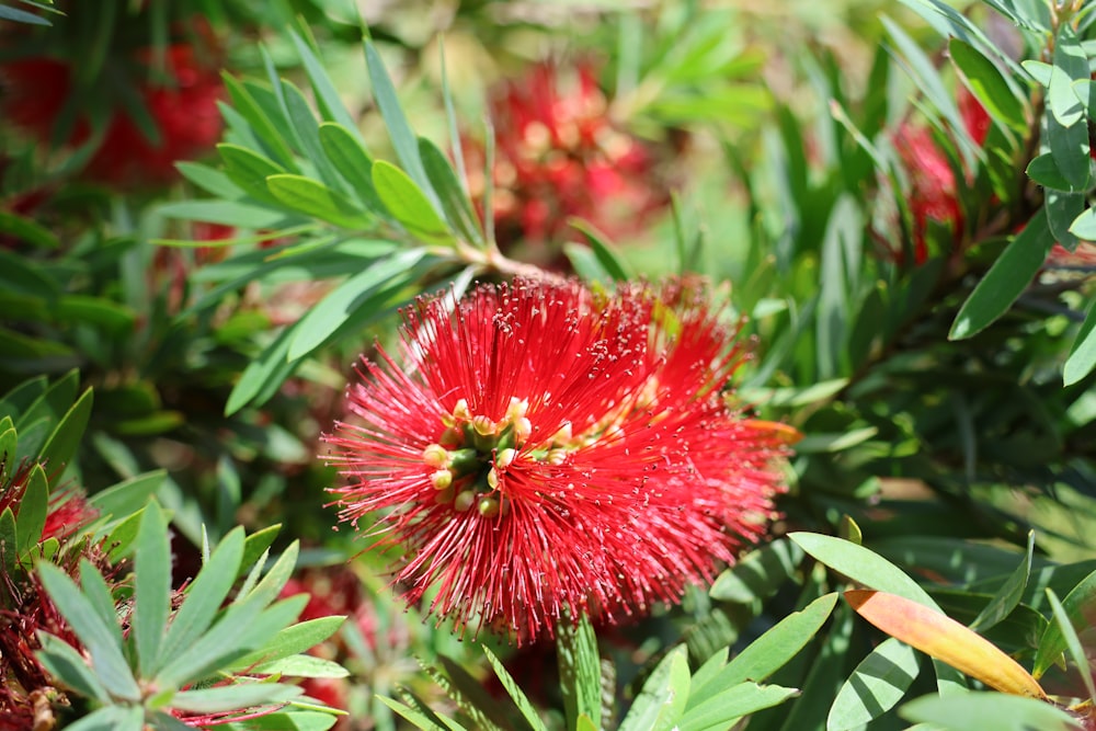 a close up of a red flower on a bush