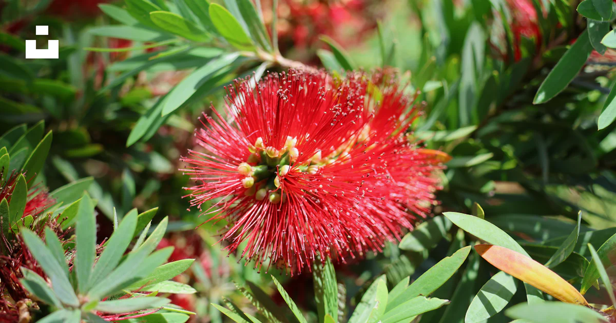 Rover Flower A close up of a red flower on a bush photo – Free New zealand Image on ...