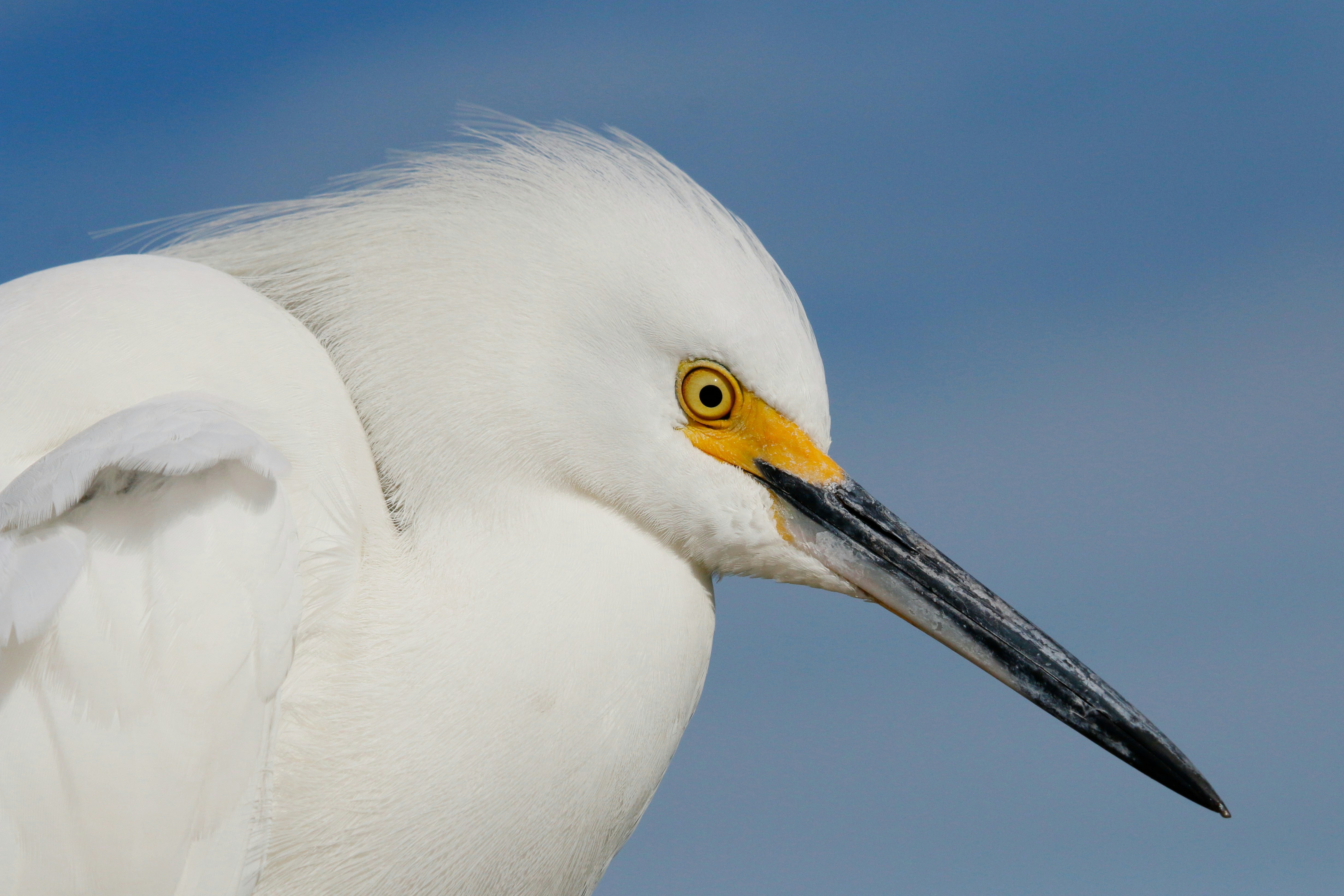 Photo by goldenplover31