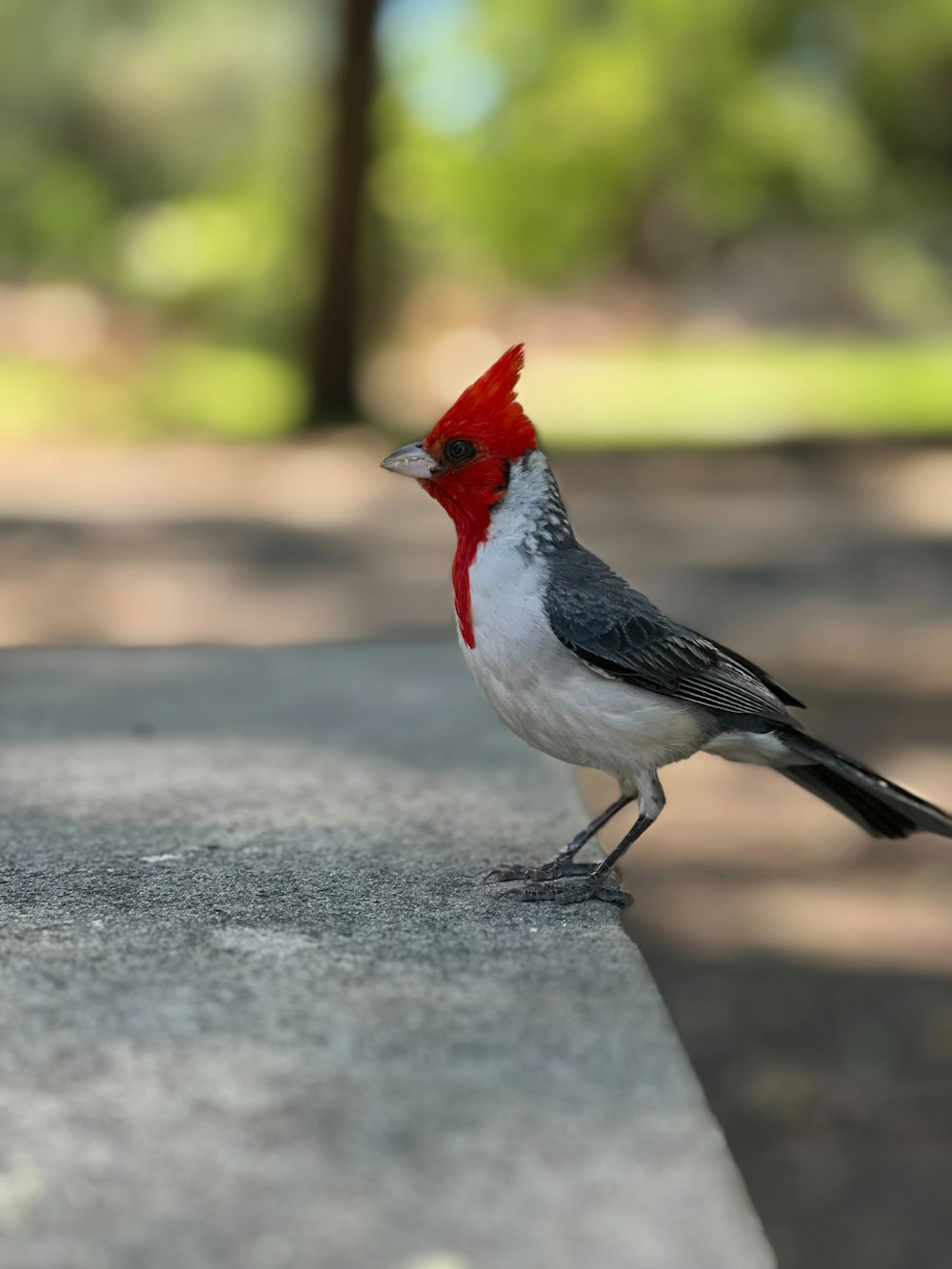 a bird with a red head is standing on a ledge