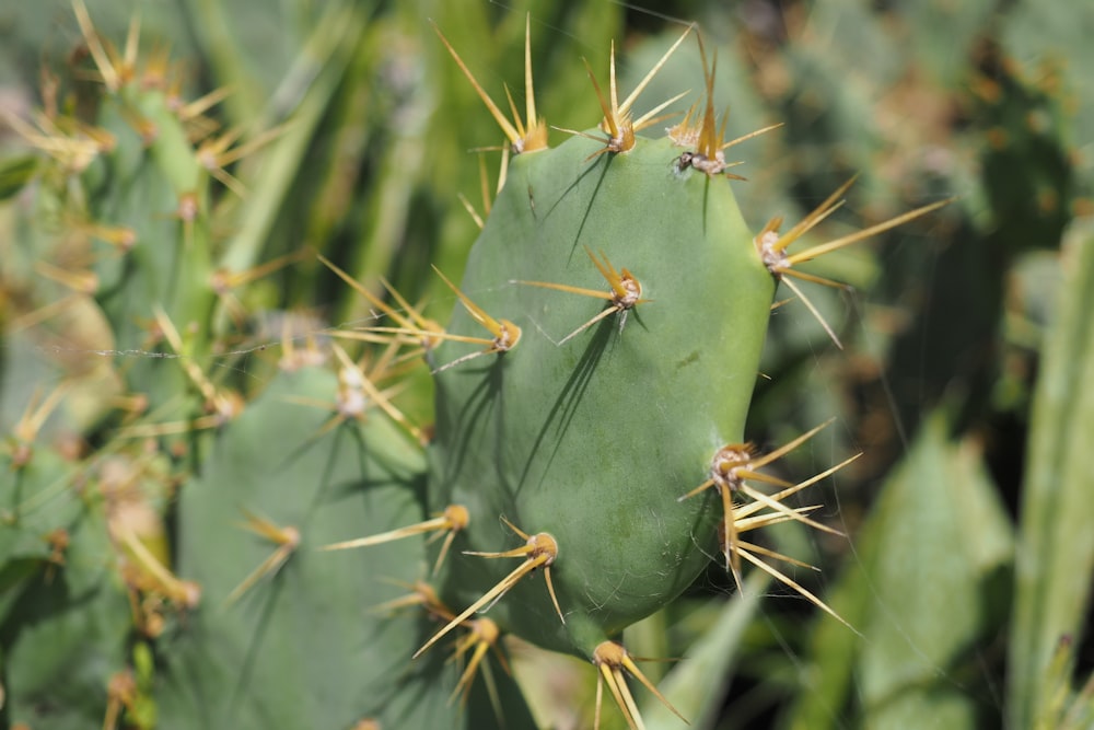 a close up of a green cactus with lots of spikes