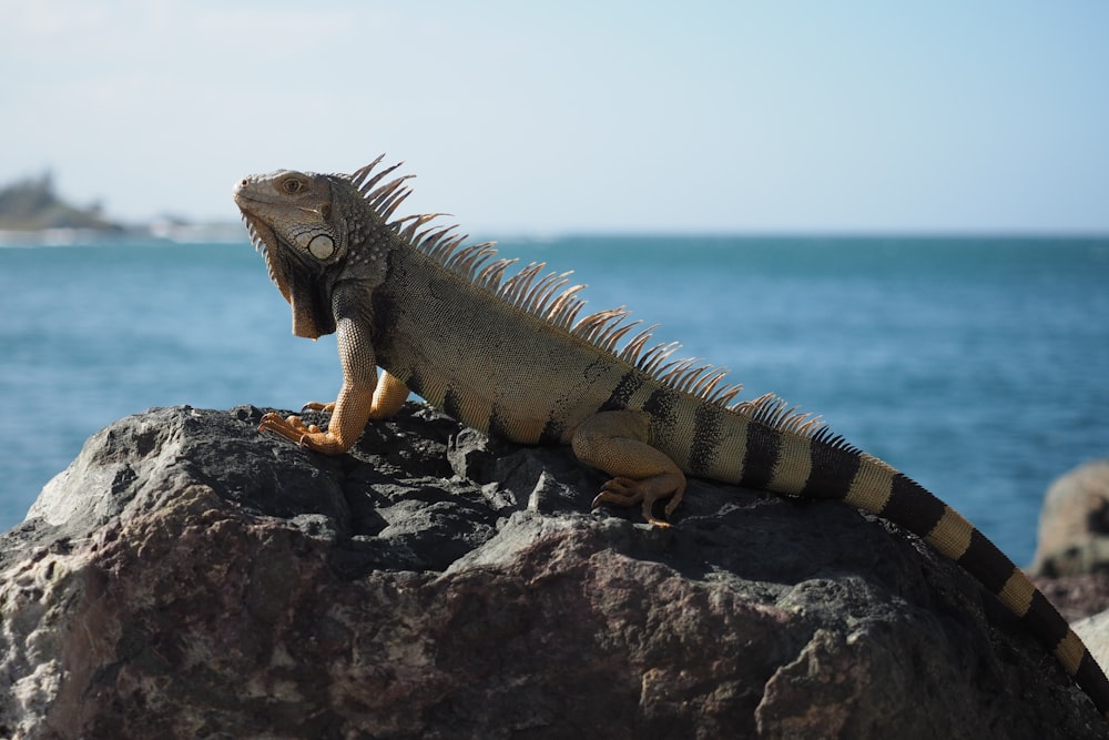 an iguana sitting on a rock near the ocean