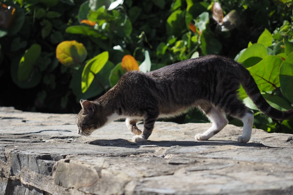 um gato andando por uma passarela de pedra ao sol