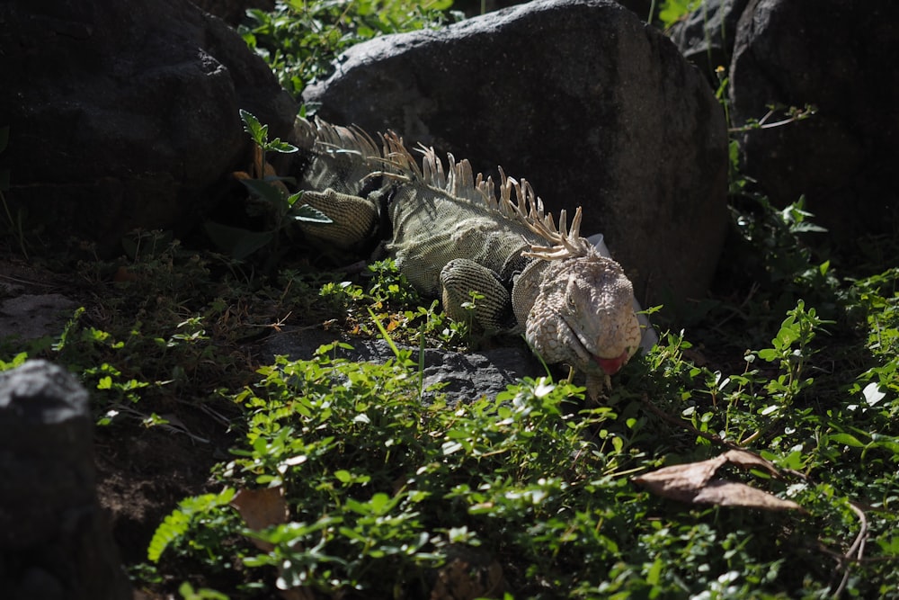 an iguana in the grass near some rocks