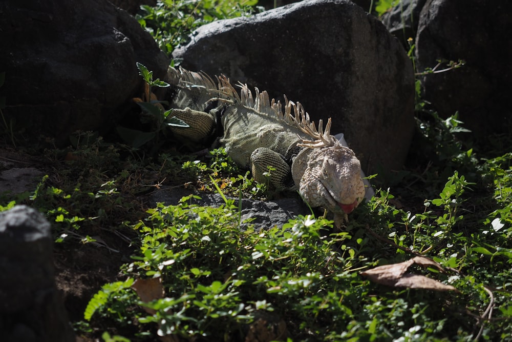 un iguane dans l’herbe près de rochers