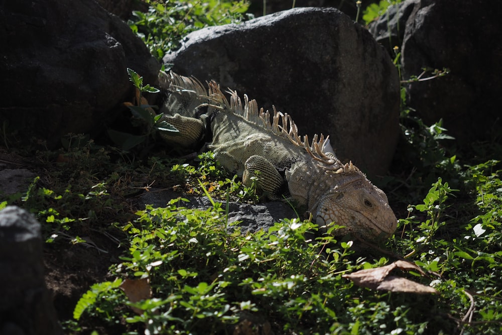 an iguana in the grass near some rocks