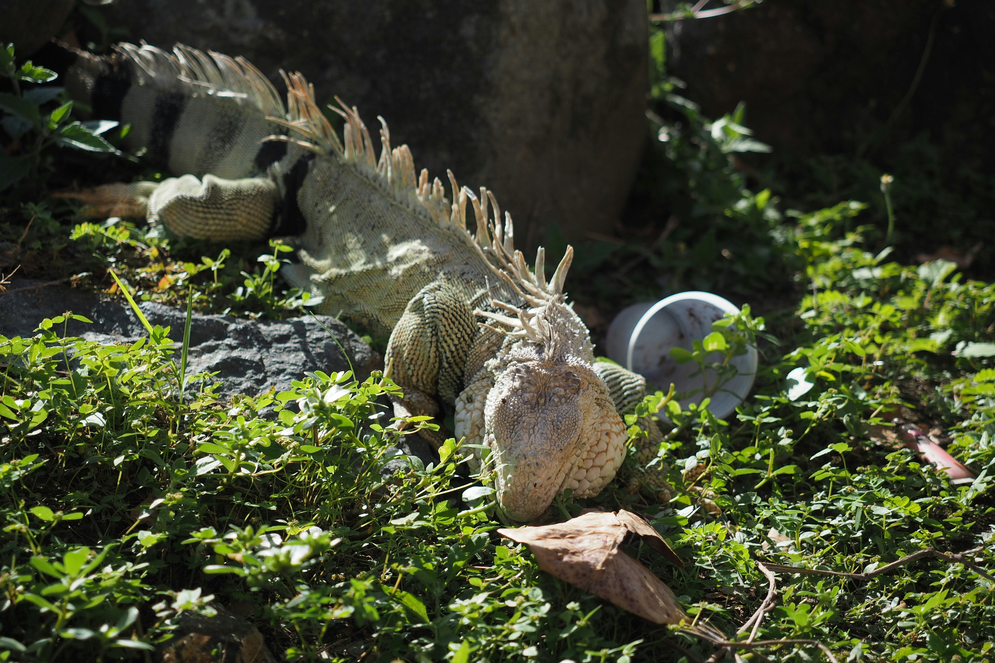 Le Dodo