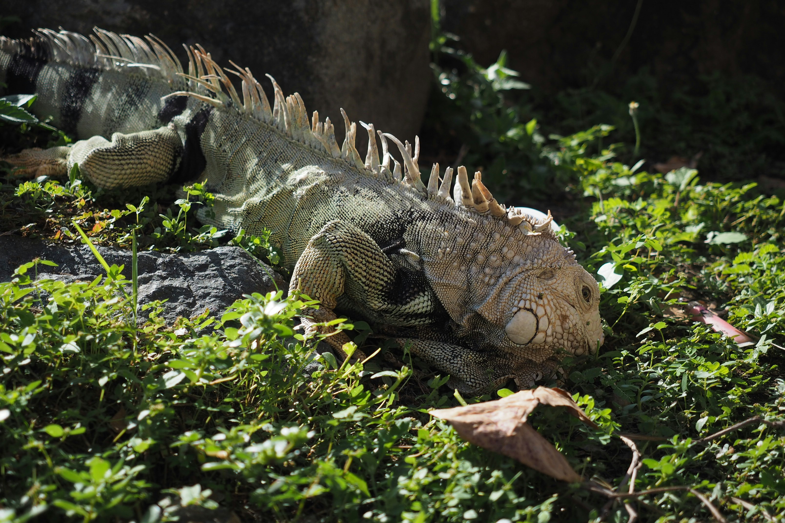 a close up of an iguana in the grass, 
