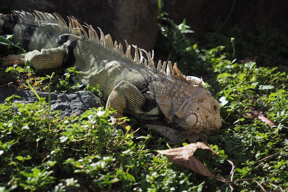 un primo piano di un'iguana nell'erba