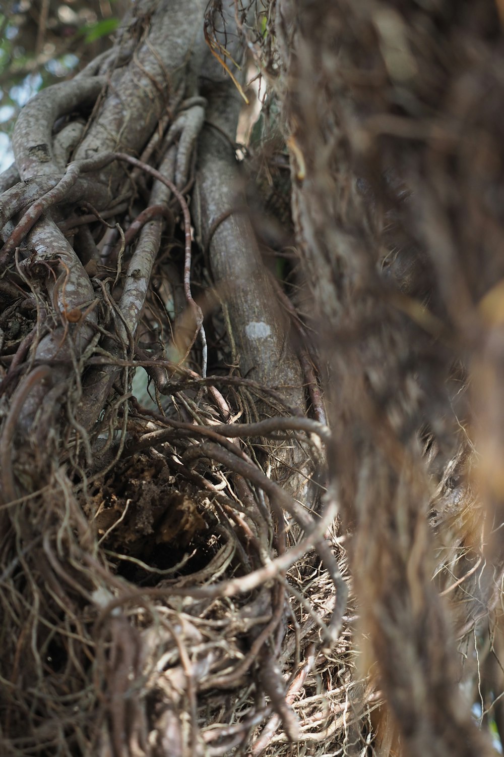 a bird sitting on top of a nest in a tree