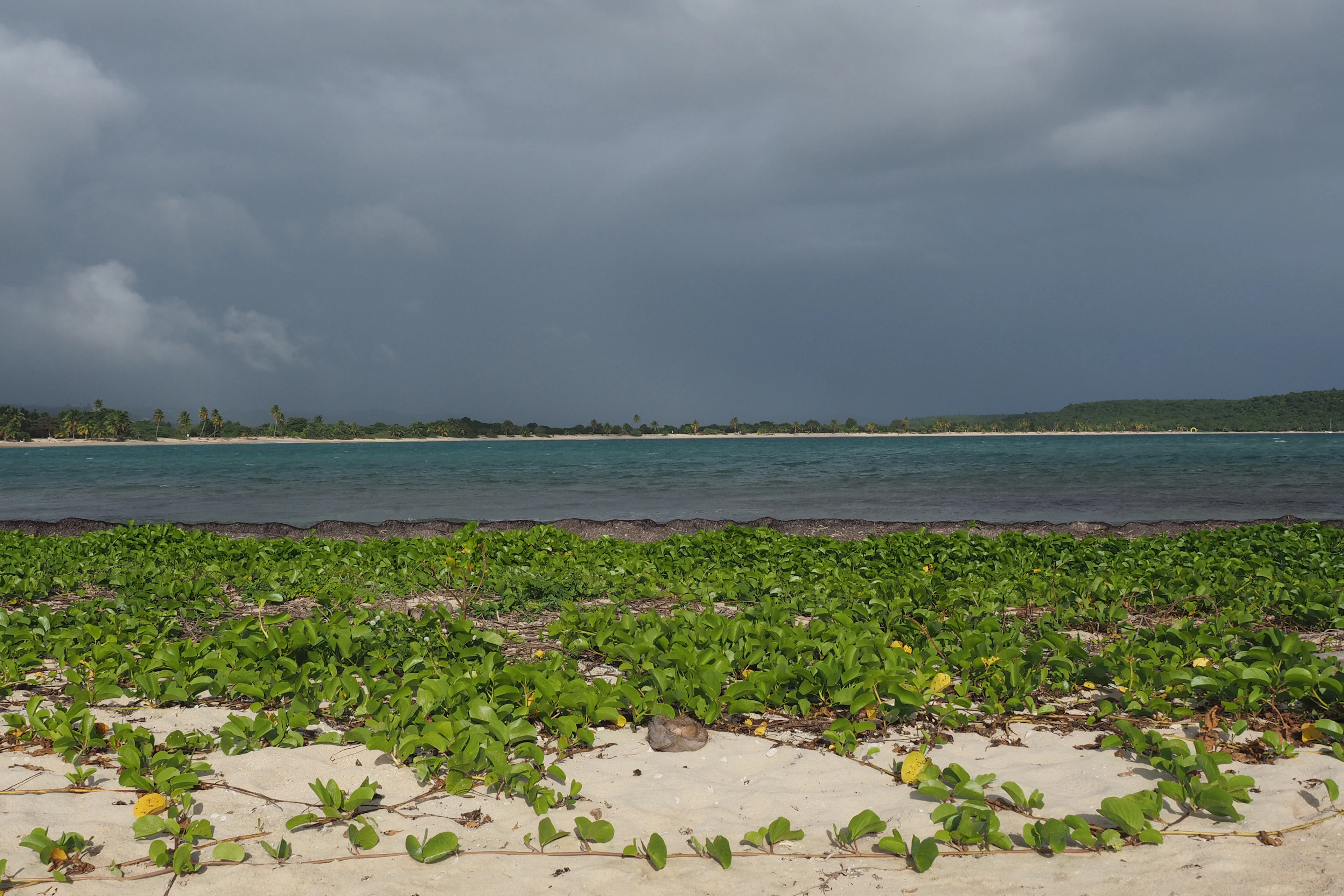 Vieques Travel Guide