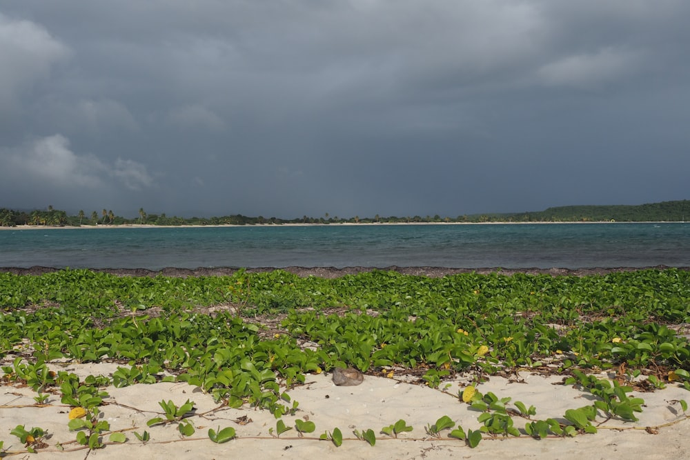 a sandy beach with green plants growing on it